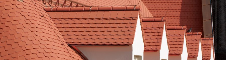 close up Bunzlauer Biber nature red